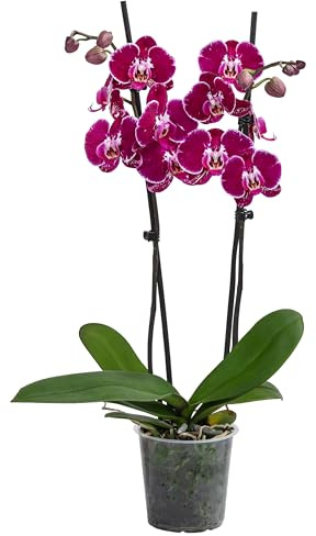 Dehner Schmetterlingsorchidee Binty, dunkelrot-pink, 50-60 cm, Ø Topf 12 cm