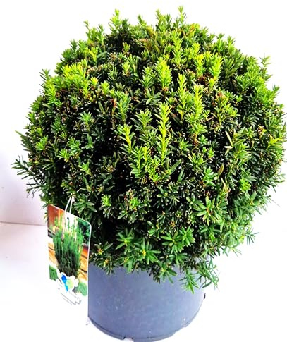 nicht fruchtende Eibe Taxus media Hillii 35-40 cm Kugel 12 L Topf