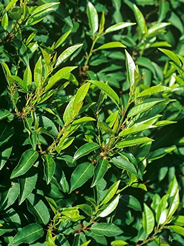 Kirschlorbeer Angustifolia 60-80 cm immergrün Sichtschutz im Topf Kirsch-Lorbeeren blickdicht Prunus lusitanica Angustifolia