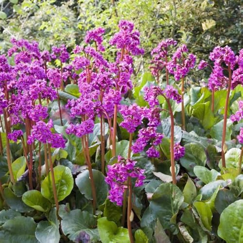 semillas de bergenia cordifolia de balcón resistentes, para parterres elevados de bergenia al aire libre resistentes, primavera 25pcs