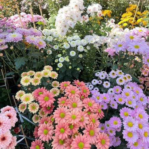 semillas de gerbera - semillas de jardín - Serie Raras gerbera bonsái interior balcón decoración silvestres perennes resistentes decoración 120pcs