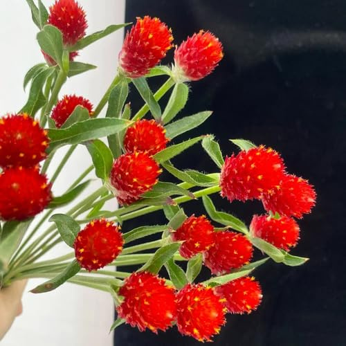 Semi di amaranto globo - semi di decorativi Gomphrena globosa - semi di campo copertura del terreno, perenne 100pcs