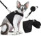 Bingpet Katzengeschirr und -Leine, ausbruchsicher, Einstellbarer, weicher Netz-Holster ¨C ideal f¨¹r das AUSF¨¹hren Kleiner K?tzchen