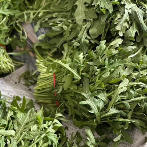 rucola samen winterhart - rucola pflanzen frisch samen, zimmerpflanzen samen, gemüsesamen balkon rucolasamen bio mehrjährig, hochbeete für garten, wintergemüse pflanzen kaufen 500pcs