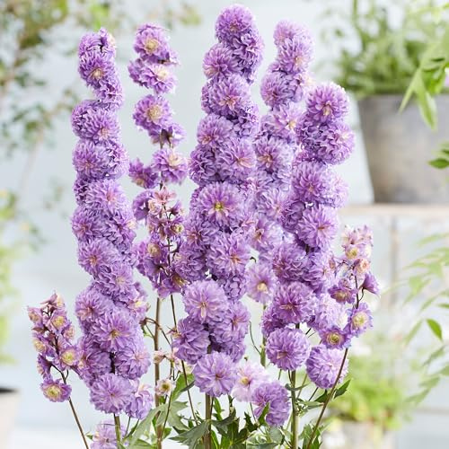 GardenersDream Pianta di Delphinium Highlander Viola in Vaso – Pianta da Giardino Fiorita a Spiga Maestosa – Perenne da Esterno per Giardino e Bordure (incl. Vaso 11 cm)