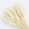 YIWOYI 15 flores artificiales en jarrón, hierba de pampas grandes, pequeñas pampas secas, decoración comunitaria para el hogar, hotel, boda (15 piezas de trigo beige)
