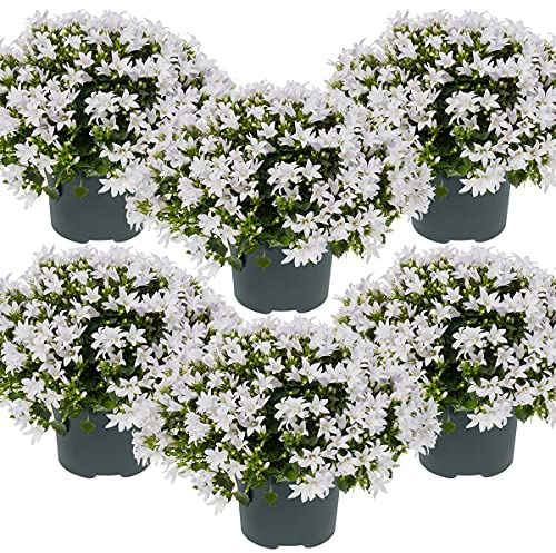 Bloomique - Lot de 6 - Campanula Ambella White - Campanule - Couvre-sol - Plantes de jardin - Résistante au gel - Sans danger pour les animaux - 10-20 cm de haut - Pot 10,5 cm