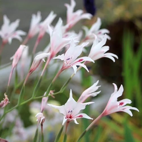 bulbi di gladioli resistenti, aiuola rialzata balcone decorazione 3pcs