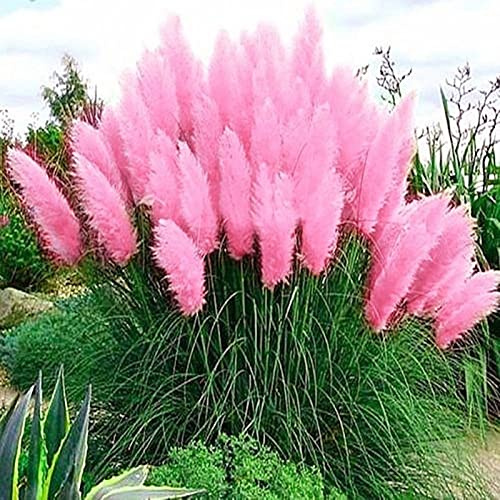 Haloppe 50Pcs Semi di piante di Pampas per la semina del giardino domestico, Semi di Pampas Piantagione naturale Semi di erba di Pampas per cortile Rosa