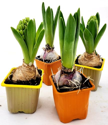 POWERS TO FLOWERS - SET 4 BULBI GIACINTO PROFUMATO ARANCIONE e GIALLO, piante vere
