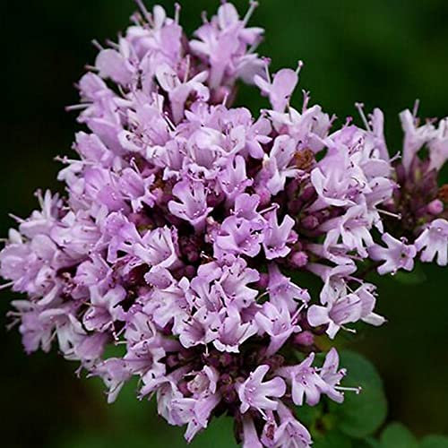 Haloppe 1000 Stück Thymus Vulgaris Blumen Pflanzensamen für die Bepflanzung des Hausgartens, Thymus Vulgaris Wilder Thymian Samen Kräutersoße zur Herstellung von Gewürzgartenpflanzen Thymus Vulg