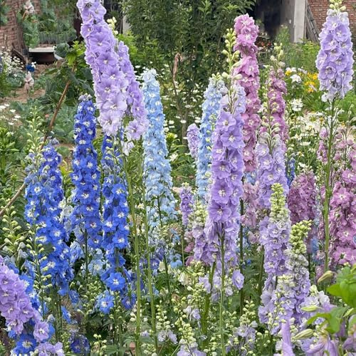 semi resistenti di delphinium per luoghi soleggiati, aiuole rialzate di delphinium ornamentali, decorazione, selvatici 400pcs
