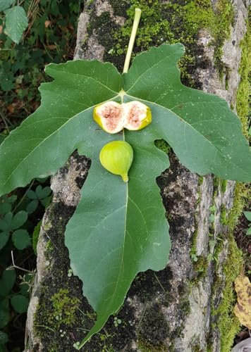 Ficus carica 'Lusignan' / Figuier jaune/Conteneur de 0.5 à 0.9 litres/Fruitier