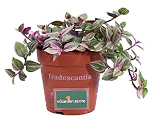Pianta di Tradescantia Quadricolor Pianta di Erba Misera pianta fiorita da interno pianta ornamentale di Tradescantia pianta grassa pianta vera venduta da eGarden.store (Vaso 12 cm)