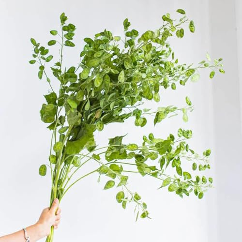 hoja de plata cortadas semillas de silvestres jardín del balcón primavera reverdecimiento tejados silvestres jardín sombra, resistentes 10pcs