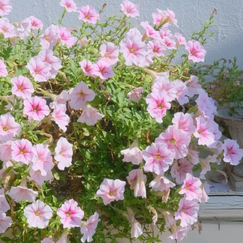 Semillas de petunias colgantes - interior, jardín, perennes, resistentes al aire libre balcón primavera 500pcs