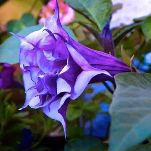 engelstrompete pflanze samen、 garten geschenk、einfach zu Pflanzen gartenpflanzen、langer Blütezeit für eine blumensamen mehrjährig winterhart gartendeko für draußen、Farbenprächtige 200pcs