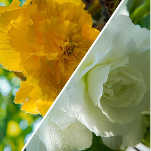 Collection de bégonias Jaune et blanc Fimbriata, mélange de 5 tubercules de bégonias de Hollande, vrais grands bégonias (sans graines et non artificiels), vivaces pour pots et balcons, non rustiques.