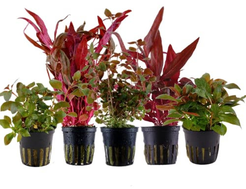 AquaOne Aquarium Pflanzen I 5x Wasserpflanzen I Rote Aquarienpflanzen I Stängelpflanzen Alternanthera Ludwigia I Set mit 5 echten schönen Aquariumpflanzen