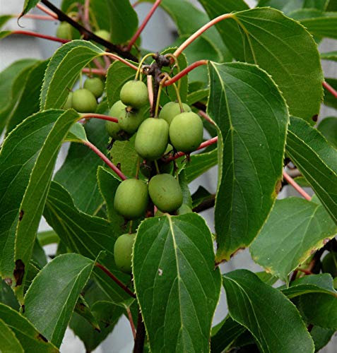 Kiwi 100-125cm - Actinidia arguta