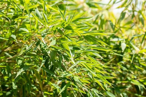 Fargesia nitida 40–60 cm – Winterhart, Immergrün, Pflegeleicht – Schirmbambus – Heckenpflanze für Garten & Sichtschutz