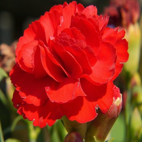 100 semi di garofano gigante rosso