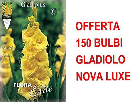 OFFERTA 150 BULBI PRIMAVERILI DI GLADIOLO A FIORI GRANDI NOVA LUX BULBO BULBES BULBS