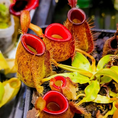 Semi di Nepenthes, d'appartamento verdi carnivore resistenti prodotti sostenibili da giardino roccioso resistenti 200pcs