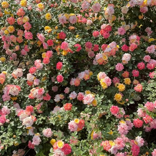 rosal resistente - Cubresuelos resistentes variedades orgánicas tradicionales jardín de rocas de jardín interior exóticas 1200semillas