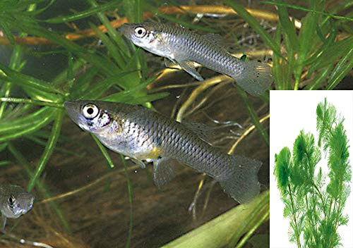 20 peces vivos para mosquitos (estanque Koi) alimentador de peces con planta de hornwort