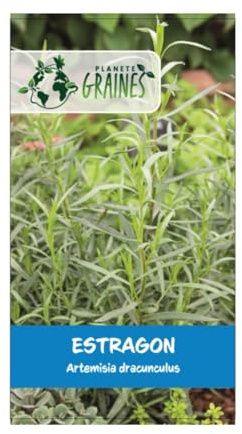 1500 graines de Estragon de Russie - Artemisia dracunculoides.