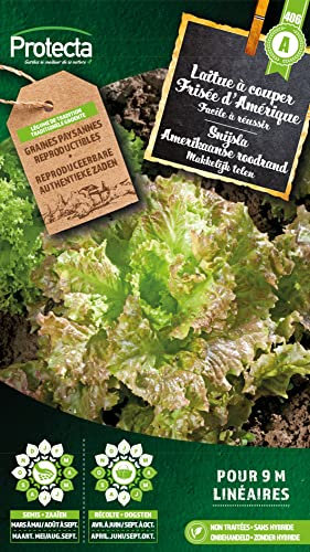 Laitue à couper Frisée d'Amérique- Protecta Graines paysanne