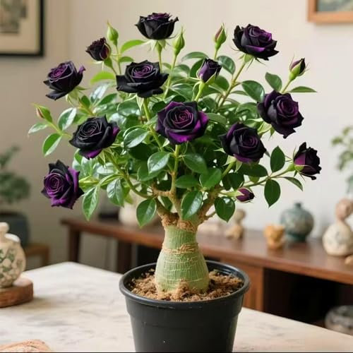 Planta de rosa del desierto - planta ornamental con flores en maceta - adecuada para balcones, jardines, oficinas - la primera opción para regalos exóticos-1bulbos-E