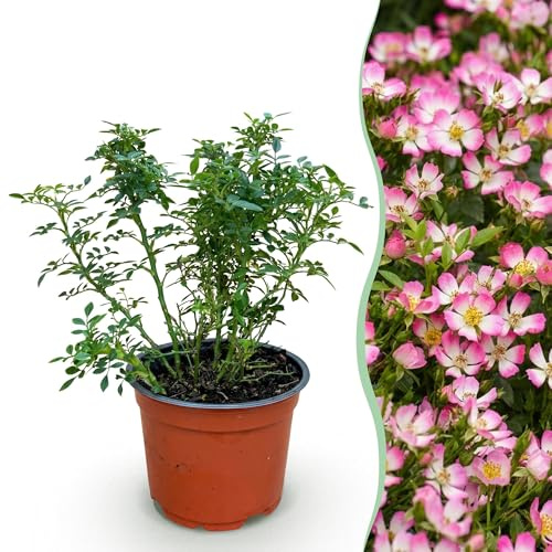 Green boutiQ - Gartenrose - Rosa Cutie Pie - Rose - Winterhart - Rosa - 1 Pflanze - Topf 12cm - Höhe 20-25cm