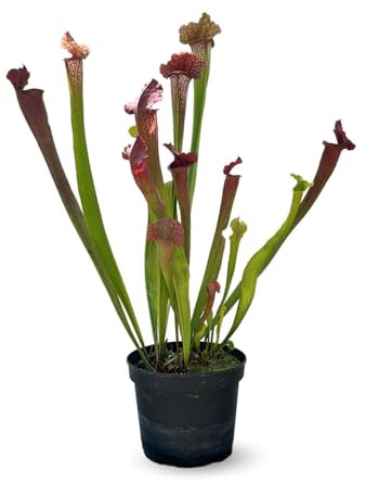 Attitude Jardin - Sarracenia oreophila - sarracénie des montagnes - plante carnivore - 55-60 cm - ⌀ 17 cm - plante d'extérieur