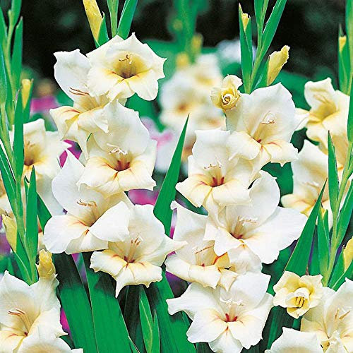 5x Bulbes Glaïeul nain Plantes fleuries d’extérieur Bulbes fleurs Gladiolus Halley