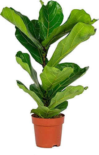 Higuera Hoja Violín PREMIUM Árbol de Interior Natural