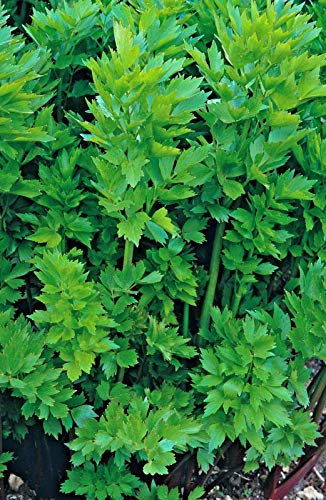 Buy4Seeds 80 Seeds Herb Lovage Levisticum Officinalis for Planting Garden Easy to Grow