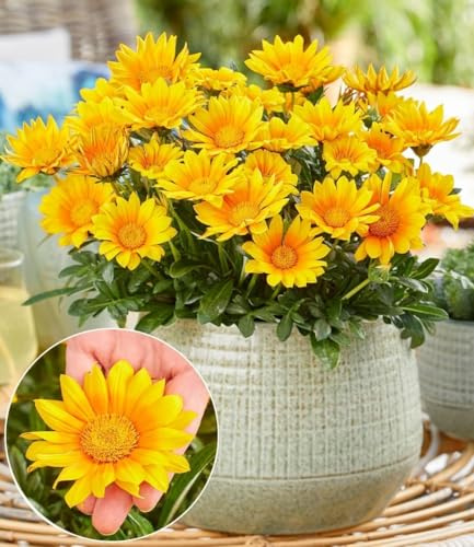 BALDUR Garten 4x Gazanie 'Suncarpet®', Pflanzen im 9x9 cm-Topf, viele goldgelbe Blüten, ideal in Kübeln & als Bodendecker, trockenheitsverträglich & pflegeleicht, winterhart, mehrjährig