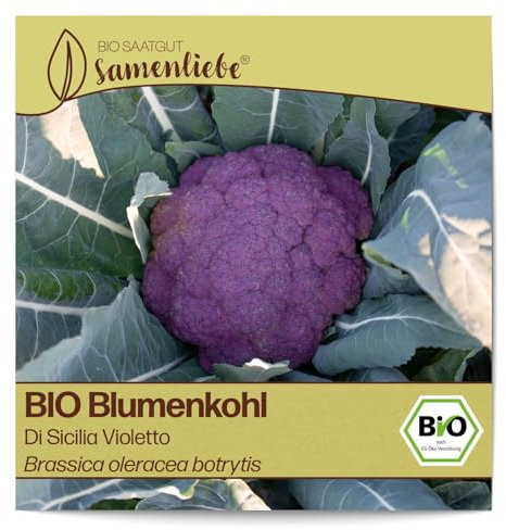 Samenliebe BIO Blumenkohl Samen Di Sicilia Violetto besonders kräftiger Winterblumenkohl italienischer Blumenkohl lila 200 Samen samenfestes Gemüse Saatgut für Gewächshaus Freiland und Balkon