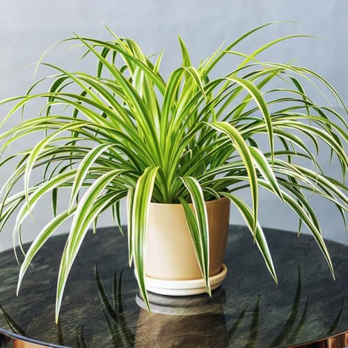 50 Pcs Grünlilie Zimmerpflanze Samen, Grünlilien Winterharte Kübelpflanzen, Exotische Pflanzen Winterhart (Chlorophytum Comosum) Deko Wohnzimmer, Zimmerpflanzen Samen Gartenpflanzen