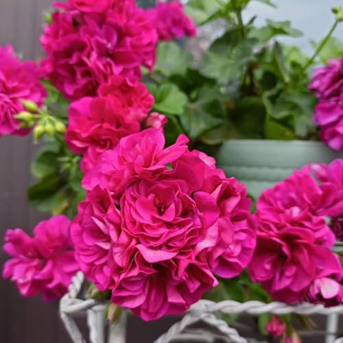 geranien samen stehend - pelargonium - blumen balkon, garten geschenke für frauen geranien samen mehrjährig, kräuterpflanzen, blumen für balkon deko blumen, bonsai samen, pflanzen 180pcs