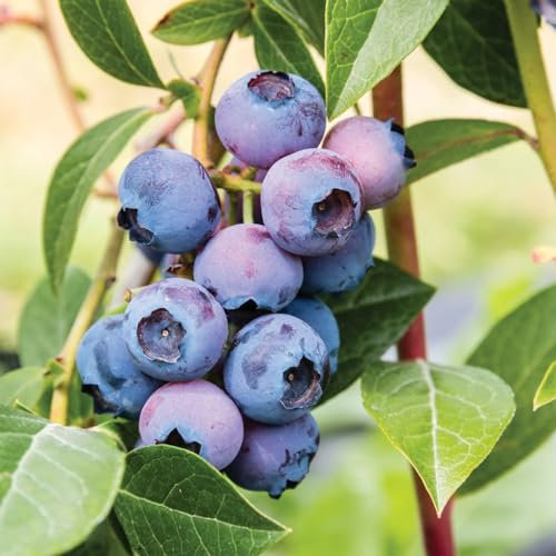 Carbeth Plants - Blueberry Bush 'Patriot' Plant in 1.5L Pot - Heavy Cropping Vaccinium - Tasty Fruit