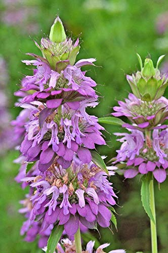 CEMEHA SEEDS Herb Lemon Bee Balm (Monarda citriodora) Medicinal Perennial Non-GMO