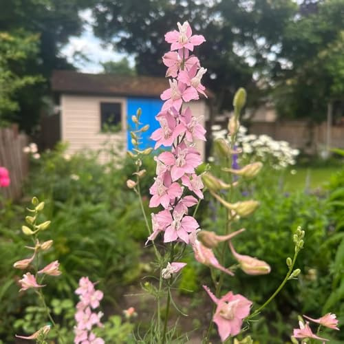 semi di delphinium, delphinium decorazione da giardino per esterni, tappeto di resistenti all'esterno, ombra ornamentali decorazione 180pcs