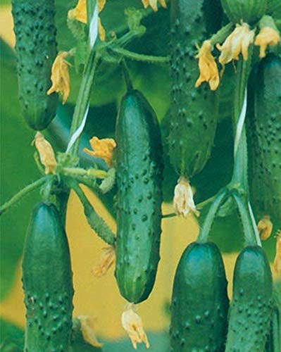 seedsown Semillas de Pepino Nastoyashchiy Polkovnik F1 híbrido orgánico crecida de Rusia