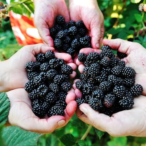 Set 4 BlackBerry Plants Live, Thornless BlackBerry Bushes Live Plant 5 to 10 Inches Tall, Sweet Blackberries Fruit Trees for Planting (Triple Crown BlackBerry)
