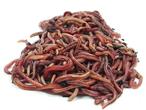 KOMPOSTWÜRMER kaufen - 500 Stück/Sack - Kompoststarter Regenwurm Set - Gartenwürmer/Regenwürmer Eisenia-Mix lebend - aktive Würmer für Kompost, Komposter, Wurmkomposter, Wurmkiste und Wurmfarm