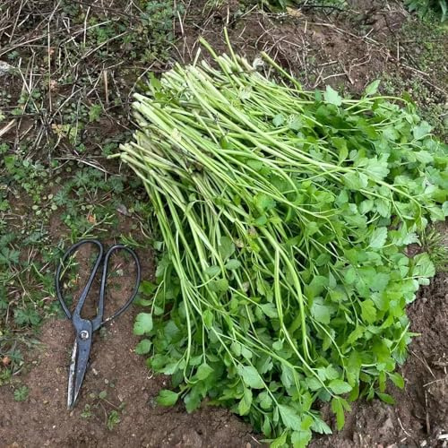 semillas de berro semillas organicas exóticas - serie raras - berro jardín 500pcs