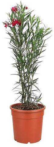 I GIARDINI DI GIULIA - Oleandro Pianta Vera in Vaso D.24 cm, Alto 110 cm, Nerium Oleander da Esterno per Giardino, Balcone e Terrazzo, Arbusto Mediterraneo Sempreverde
